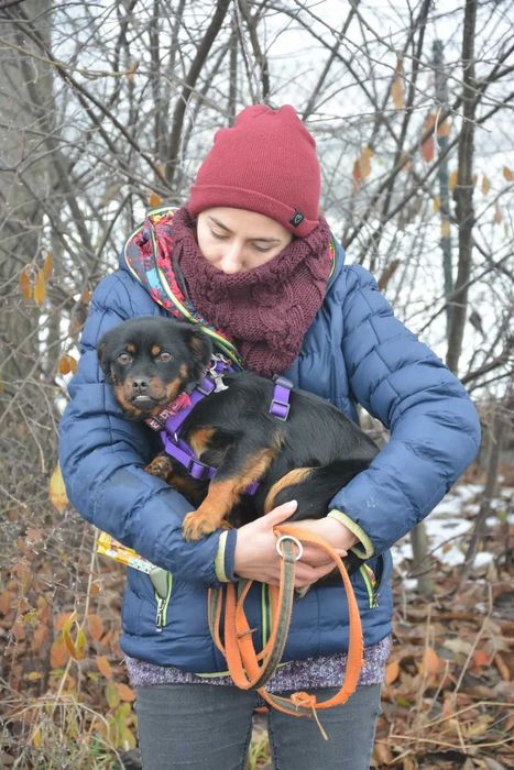 Wróżka - Zębuszka: magiczna psia dziewczynka szuka domku!