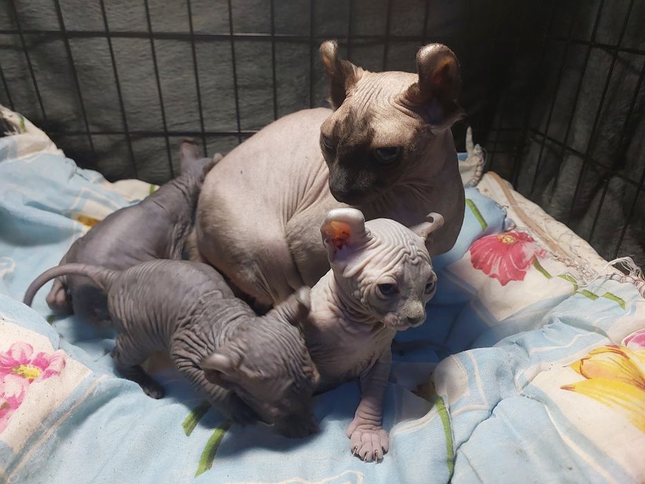Кот Эльф на вязку