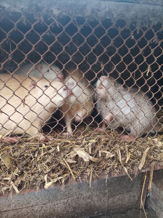 Продам молодь віком 4-6місяців