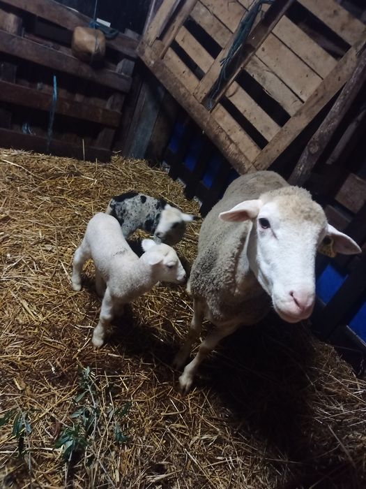 Animais da Quinta