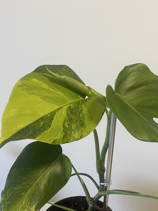 Planta Monstera. Aurea variagata