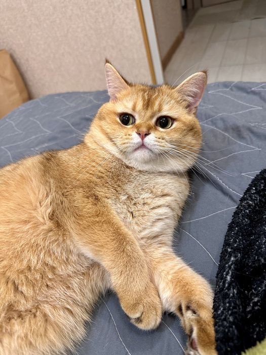 Вязка кота. Случка. Золотая шиншилла чистокровный