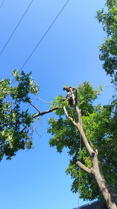 Спил аварийных деревьев