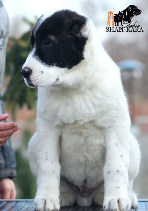 Шикарный кобель Среднеазиатской овчарки