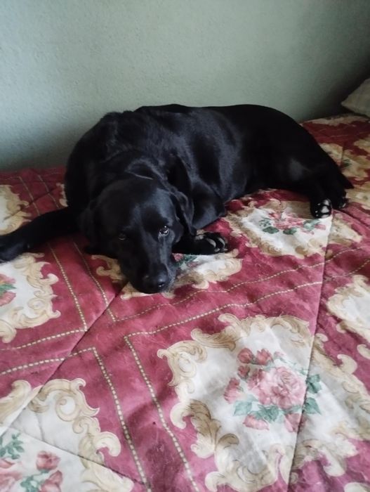 Luna uma labrador para adoção muito responsável