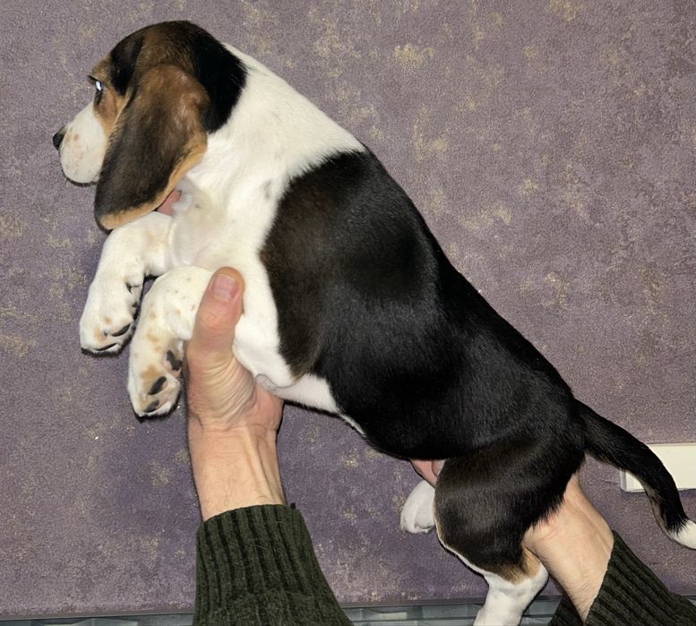 Пречудовий подарунок під ялиночку. Дівчинка породи Бігль