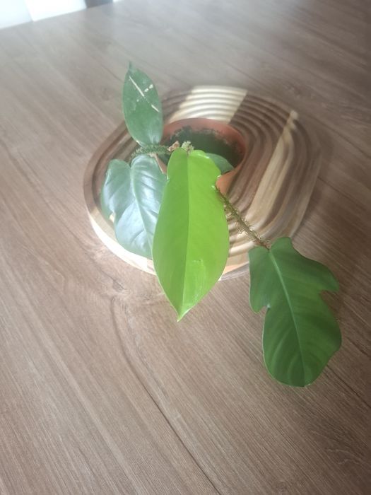 Filodendron squamiferum