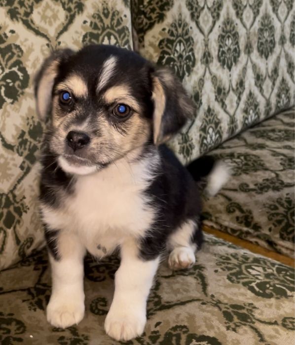 Цуценята в хороші руки (будуть маленькими)