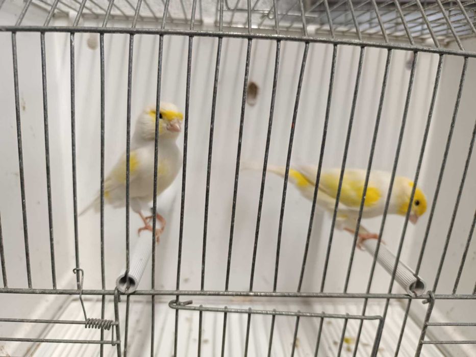 Vários canários poupa alemão