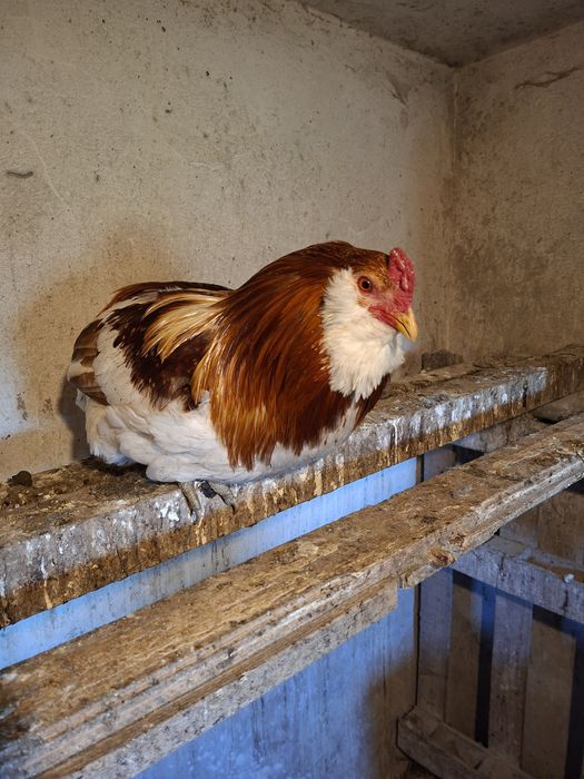 Araukana bezogonasta jaja lęgowe