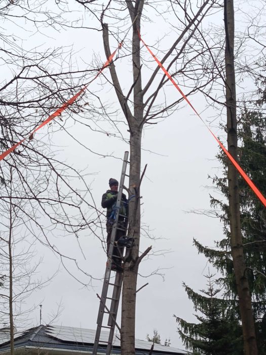 Wycinka drzew, wysokich, pochylonych, trudnych do usunięcia.