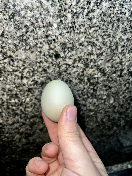 Ovos Galados Oliver Egger F1 (galinha dos ovos verdes)