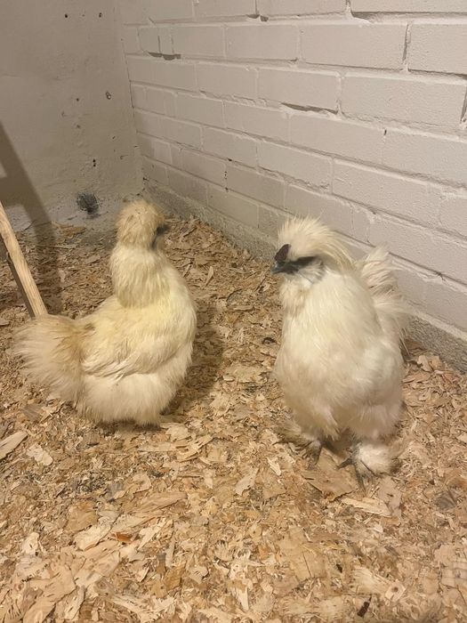 Kogutki silki bjedwbiałeabistaej