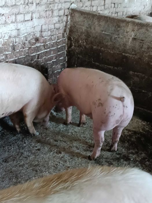 Продаж свині живою вагою
