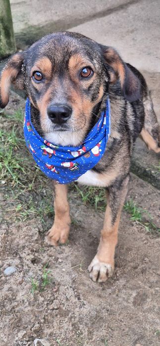 Piesek około 3 lata