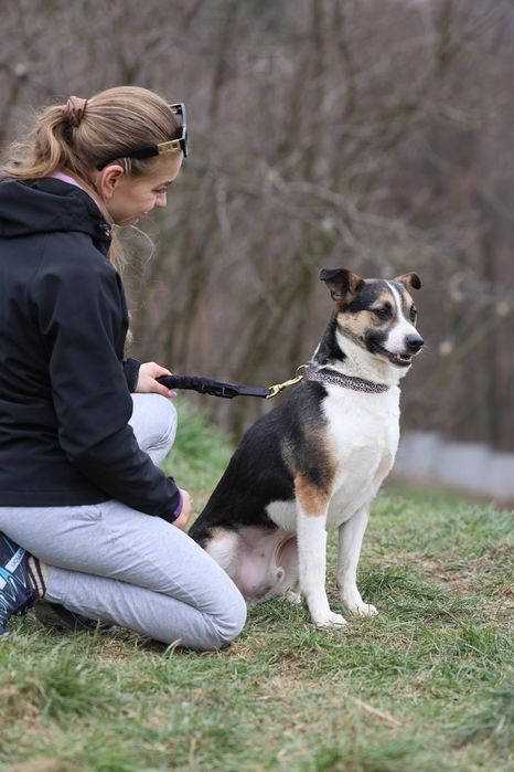 Do adopcji 3letni piesek