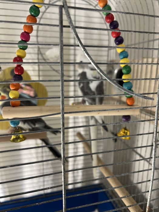 Papugi Nimfy Samce Młode