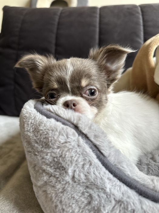 Dziewczyna  Chihuahua