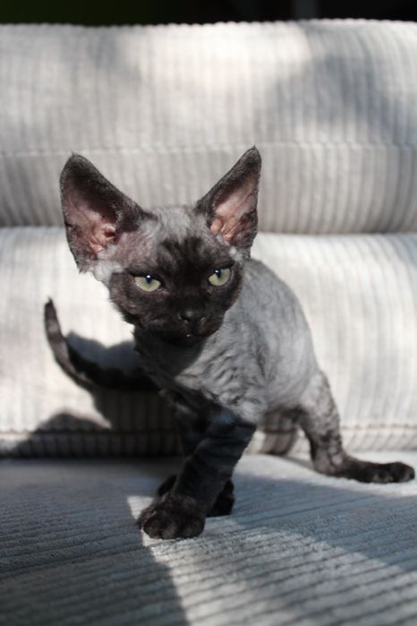 Kocurek Devon Rex DESMODUS
