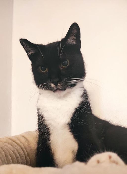 Mała Czarna czeka na dom