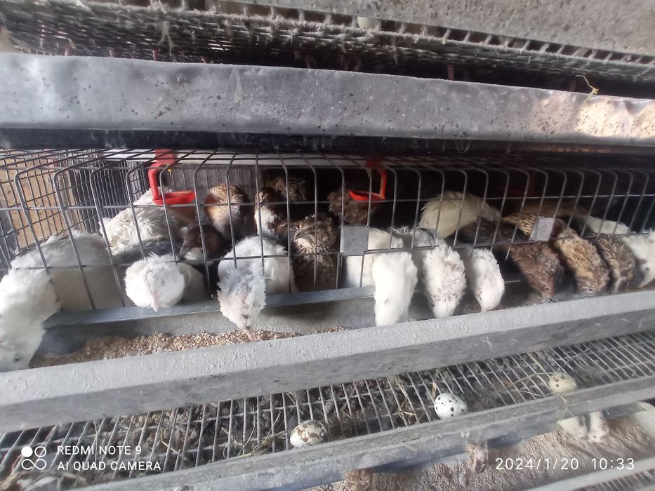 Перепілки На м'ясо та несуть яйця