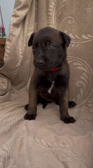 Owczarek belgijski malinois