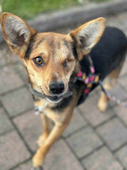 Podaruj dom psiakowi bez oka Adoptuj