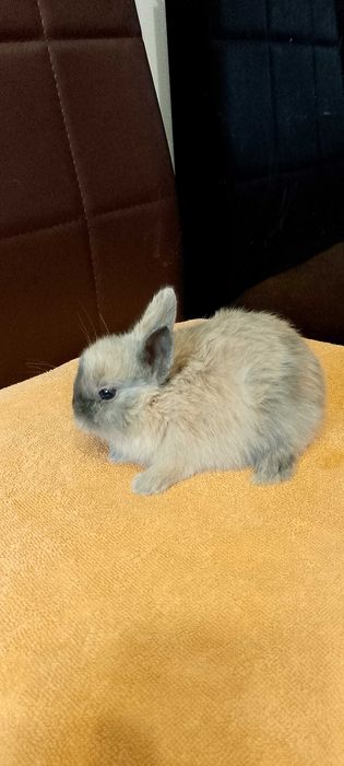 Króliczki miniaturki oswojone