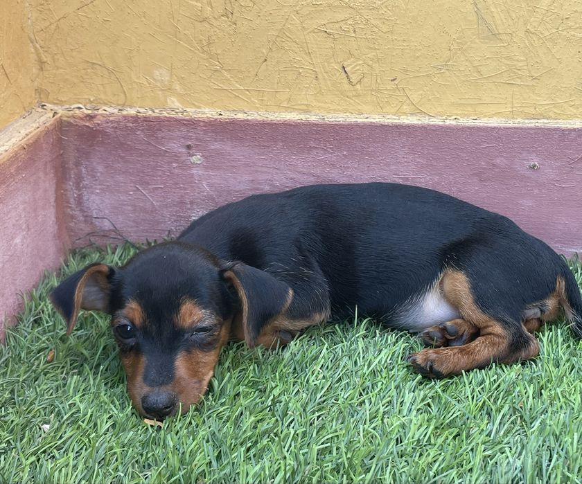 Pinscher Miniatura
