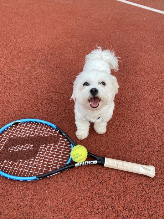 Вʼязка Мальтез міні хлопчик