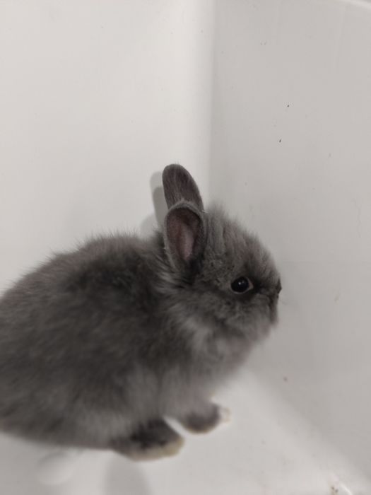 Króliczki Minilop miniaturki baranek  sklep zoologiczny Julianowska 7b