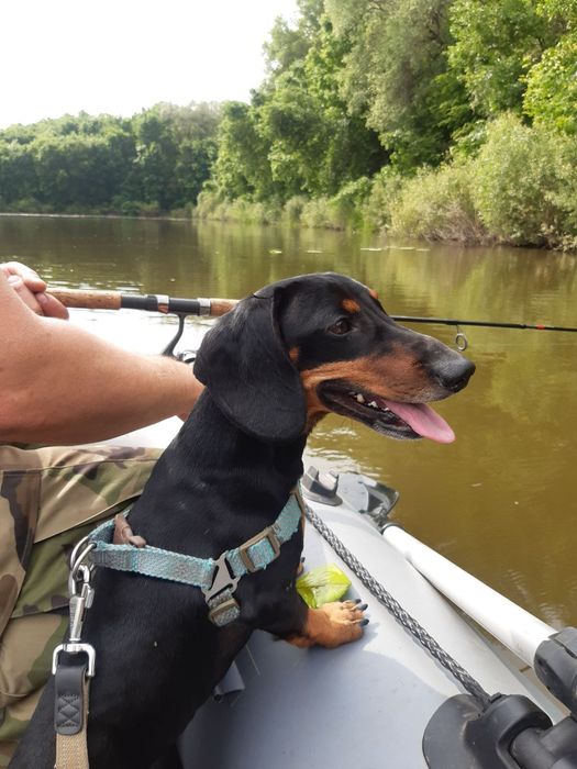 Шукаємо дівчинку