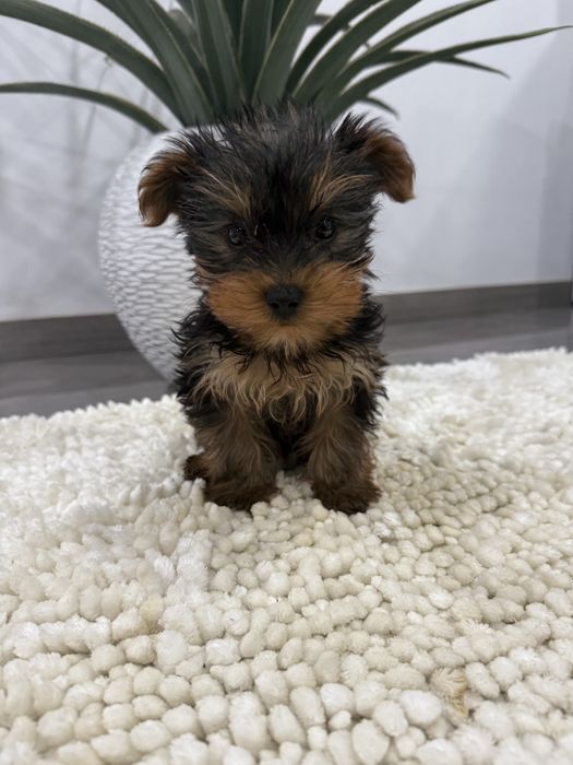 Yorkshire terrier. menino