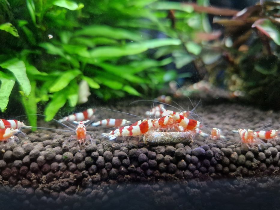 Krewetki caridina PRL PURE Red Line
