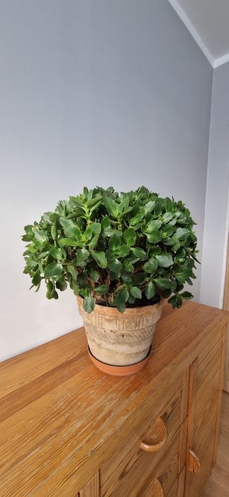 Kalanchoe-Red Orange