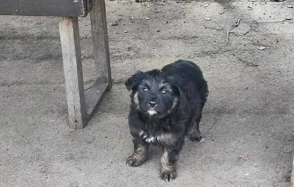 Цуценята в добрі руки