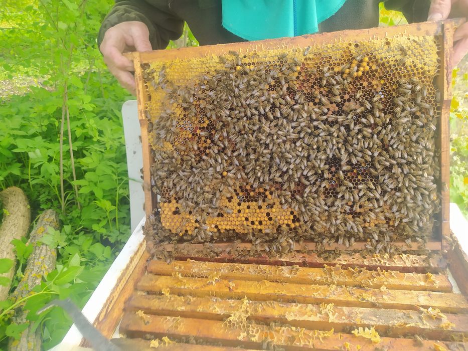 Бджоли, Бджолопакети