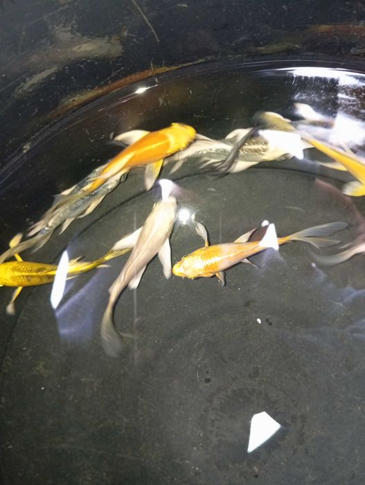 Carpa véus varias cores