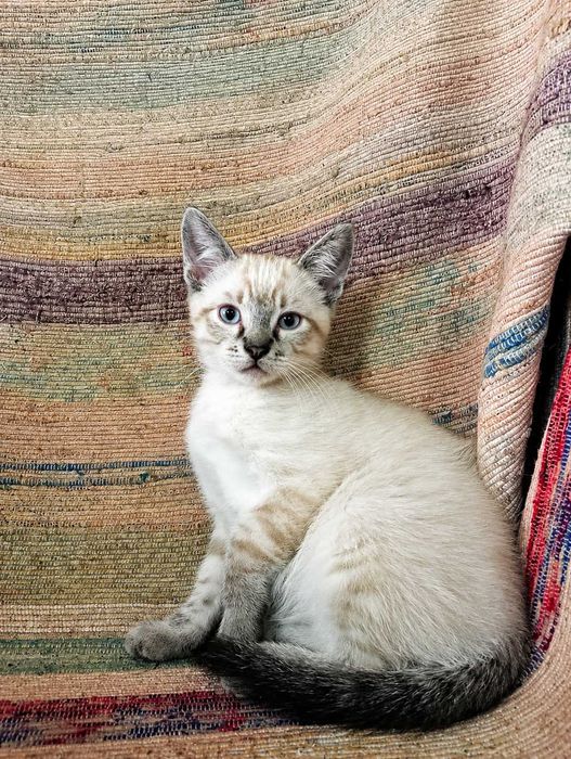 MACHO | Gatinho de olhos azuis disponível para Adoção Responsável