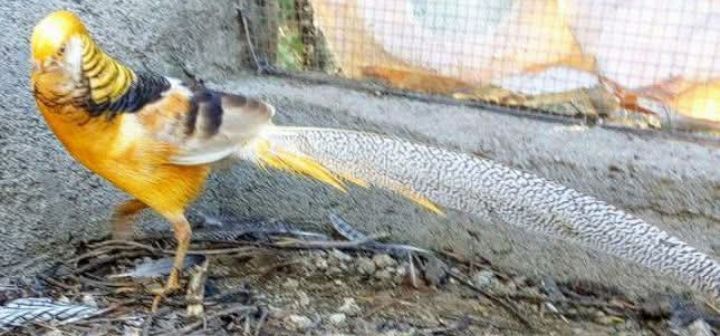 Casais Faisões de 2024 e outras aves