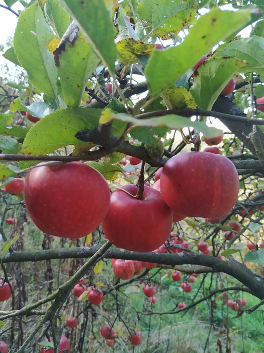 Jabłka naturalne różne odmiany 6 kg