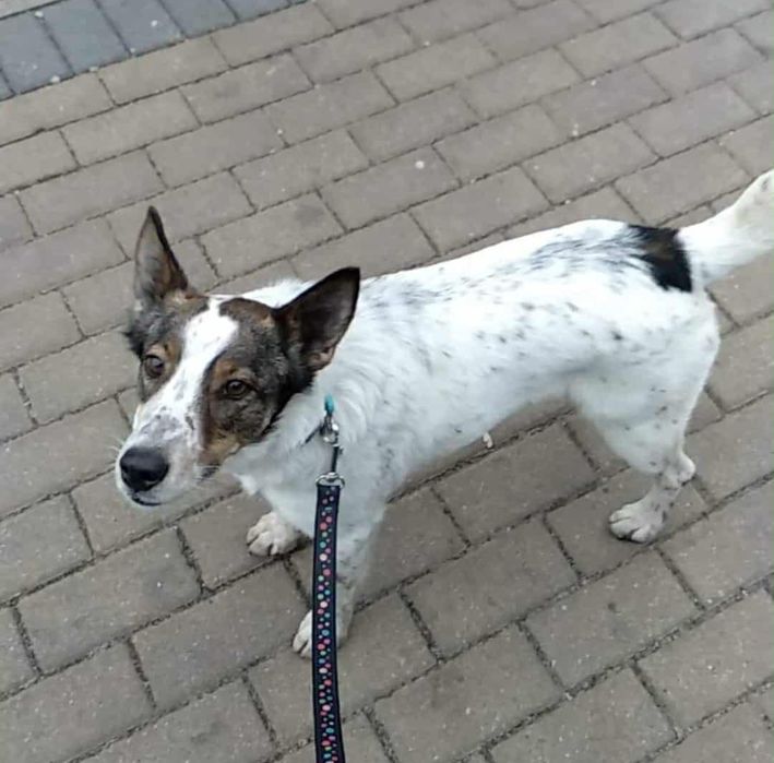 Pies w typie terriera