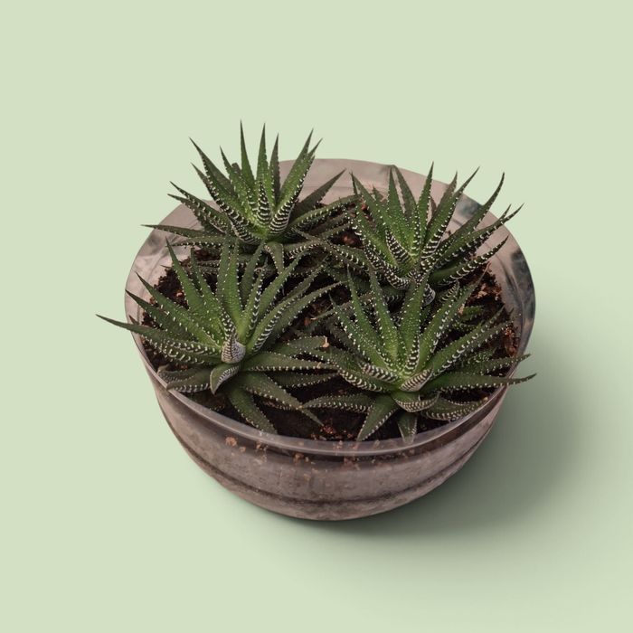 Сукулент Гавортія смугаста / Haworthia / Кімнатна рослина»