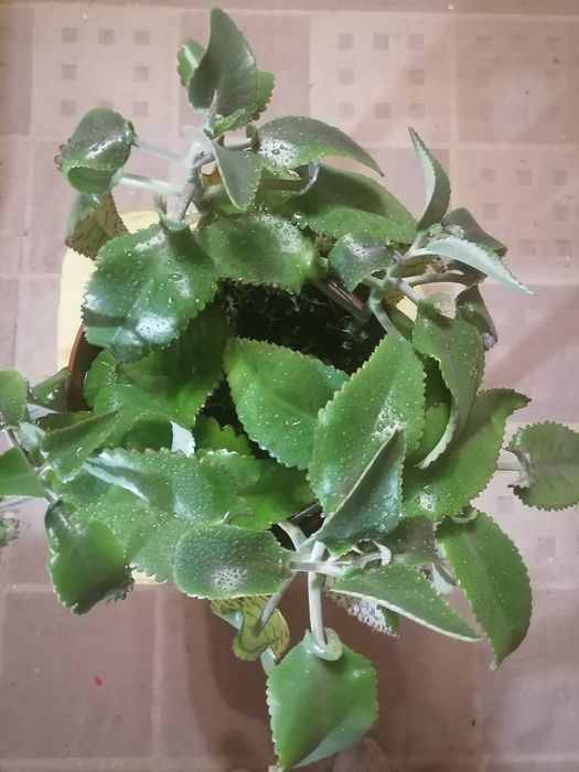 Żyworódki roślinka-sadzonki