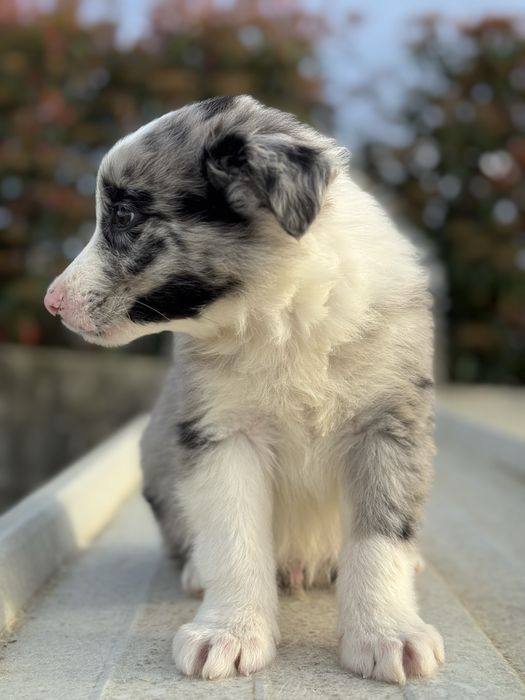 Border Collie Azul Merle