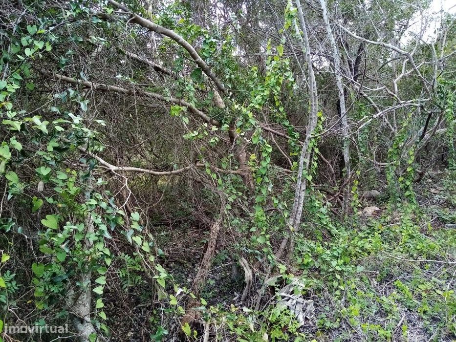 Terreno Rustico com 1394 m2, Loulé, Algarve