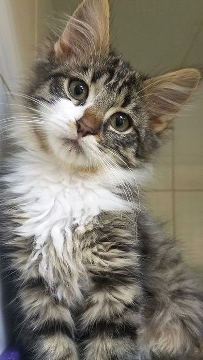 Перетримка котиків