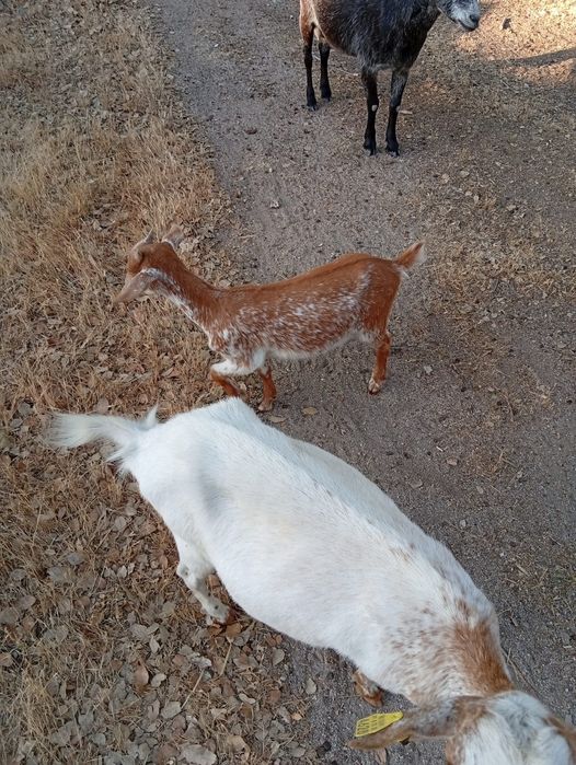 Cabras anãs com 3 meses
