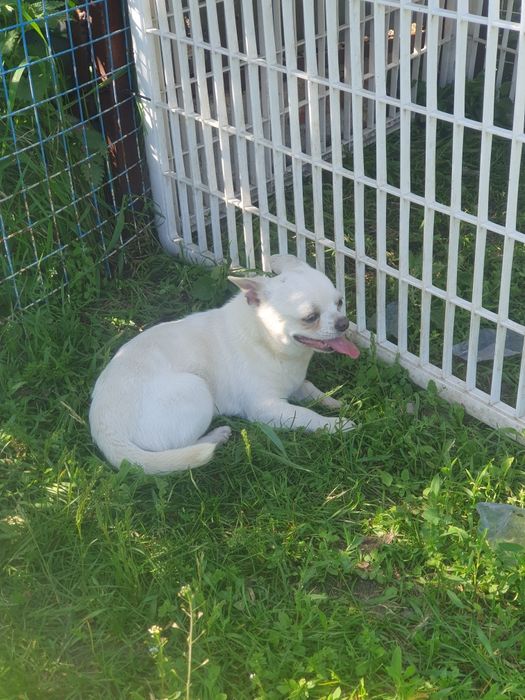 Белый крем чихуахуа мальчик