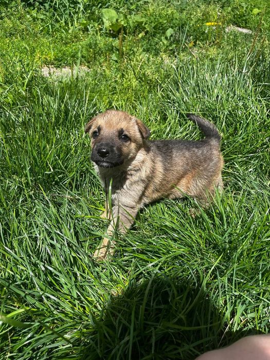 Цуценята німецької вівчарки